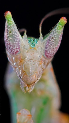 Praying Mantis Wallpaper Screen 3