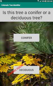 Colorado Tree Identifier