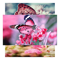 Cute Pink Butterfly Wallpaper