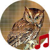 Owl Sounds ~ Sboard.pro icon