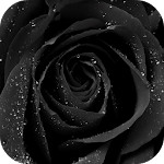 Black Rose Live Wallpaper Apk