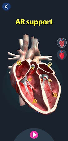 Game screenshot Human Anatomy 3D apk download