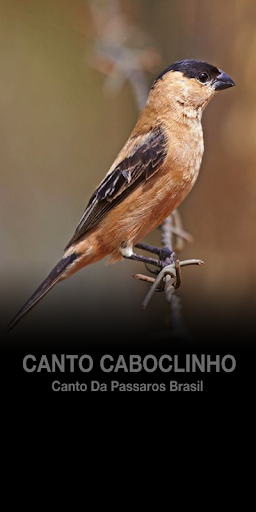 Android application Canto Caboclinho screenshort