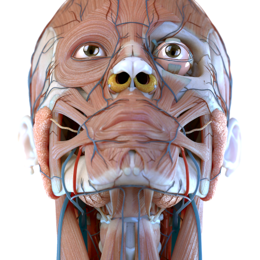 Visual Anatomy 3D - Human 1.0 Icon
