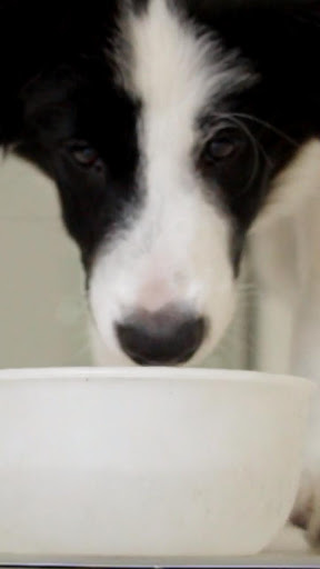 Android application border collie wallpaper screenshort