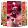 Poppies Flower Wallpapers APK icon