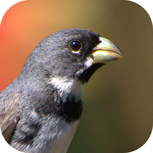 Collar Bird Corners 5.2 Icon