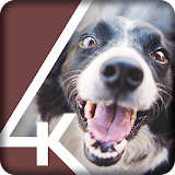 Husky Corgy Labrador Cute Puppy Dog Lock Screen icon