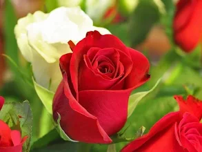 Fruhlingsblumen 2021 Apps Bei Google Play