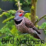 Chirping Bird Northern icon