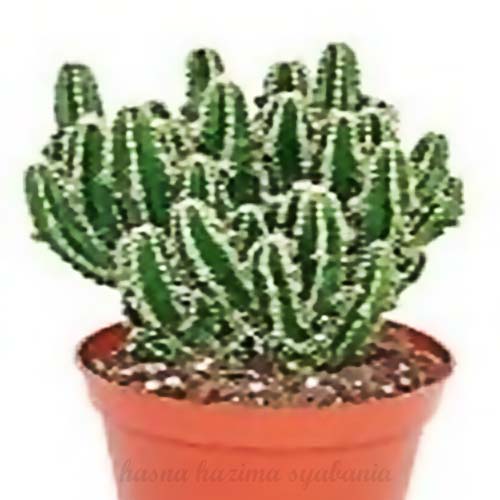 Ornamental cactus