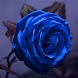 Blue Rose Wallpapers - Androidアプリ