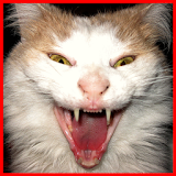 Scary Cat Prank icon