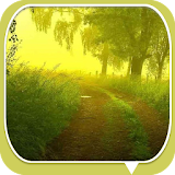 Early morning forest path Them icon