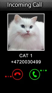 Joke Video Call to Cat