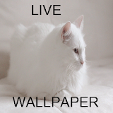 gato live wallpaper icon