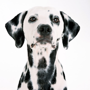 Dalmatian Dogs Wallpapers  Icon