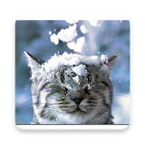 Cute Baby Cats icon