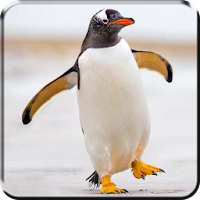 ペンギンライブ壁紙のおすすめアプリ Android Applion