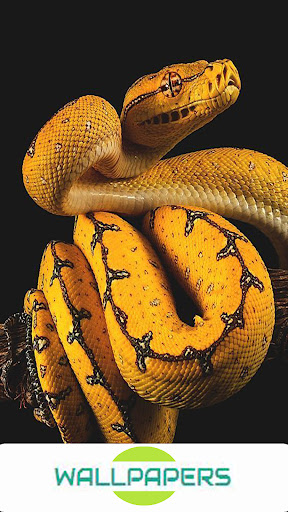 Snake Wallpapers HD Screen 2