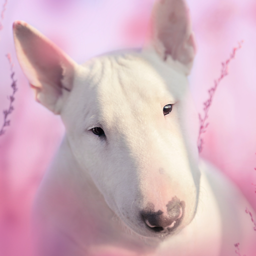 Bull Terier Dog Simulator logo