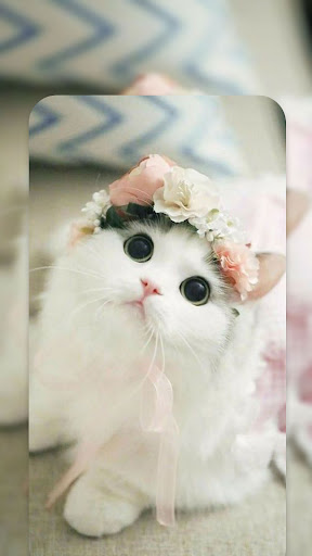 Cute Cat Live Wallpapers HD
