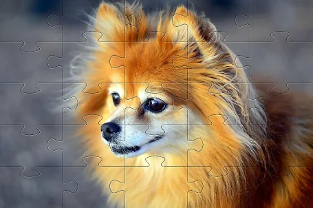 Pomeranians dog jigsaw puzzle