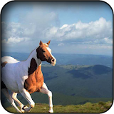 Wild horse wallpapers icon