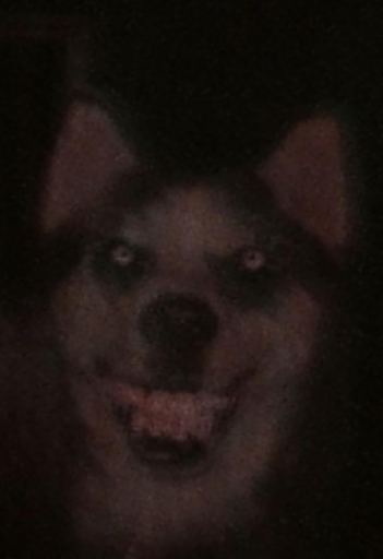 Android application Scary Animal sounds screenshort