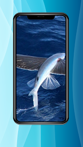 HD Flying Fish Wallpaper 4K