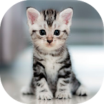 Cover Image of डाउनलोड Kitten meow cat sounds  APK