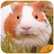 Guinea pig Wallpaper HD