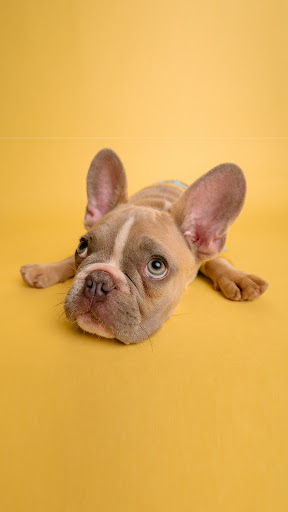 French Bulldog Wallpaper Screen 3