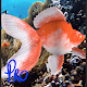 3D GoldFish Live Wallpaper Pro Download on Windows
