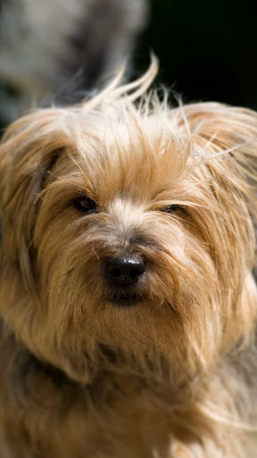 Yorkshire Terrier Wallpaper