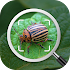 Insect identification: Bug identifier - Bug finder1.0