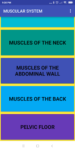 MUSCULAR SYSTEM