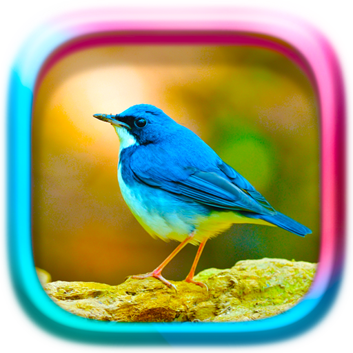 Picture Puzzle: Birds logo