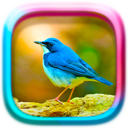 Slika ikone Životinje puzzle: Ptice