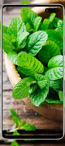 Green wallpaper Screen 3