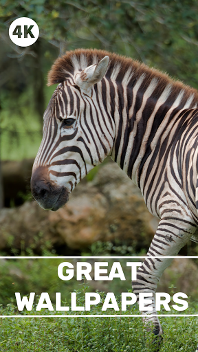 Zebra Wallpapers - Screen Background