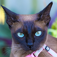 Tonkinese Wallpapers