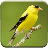 Singing Goldfinch icon