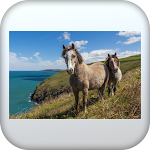 Cover Image of Download Horse pictures  APK