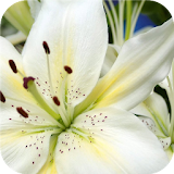 White petals. Live wallpapers icon