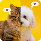 Cute Cat and Dog Wallpapers HD icon