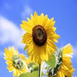 3D Sunflower 3 icon