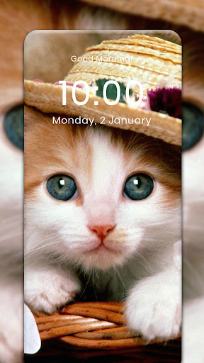 Cat HD Wallpaper Screen 3