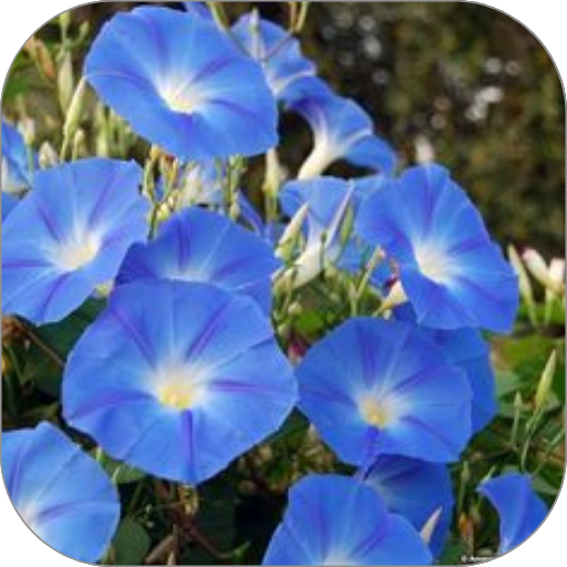 Morning Glory Flower Wall Unduh di Windows
