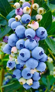 Blueberry Puzzle